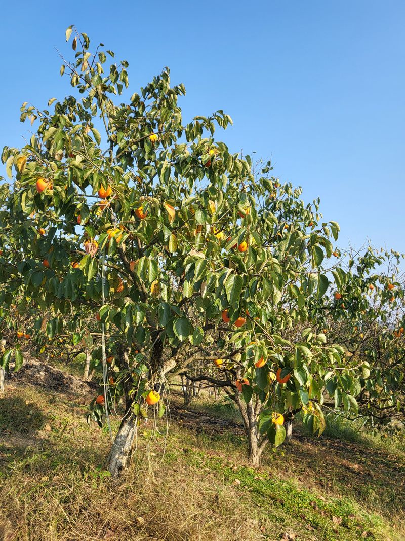 장터 상품 [대봉감 10KG ] 썸네일