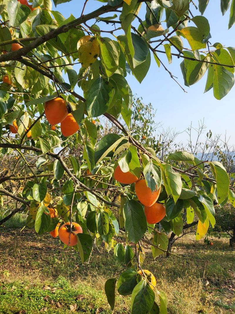 우설강(희택)님의 장터 판매 상품 [대봉감 10KG ] 첨부 사진