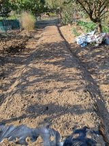 팜모닝 마늘·파종작업 게시글 이미지