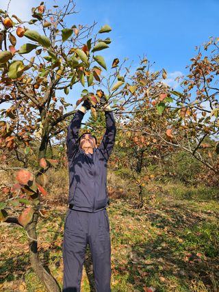 정규환님의 감 · 영농일지 작성글 사진