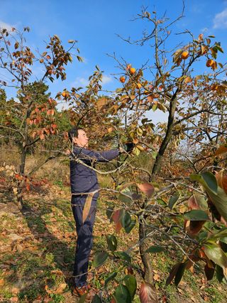 정규환님의 감 · 영농일지 작성글 사진