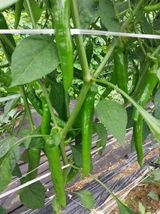 팜모닝 [팜춘문예] 짧은 시 쓰기·참여글 게시글 이미지