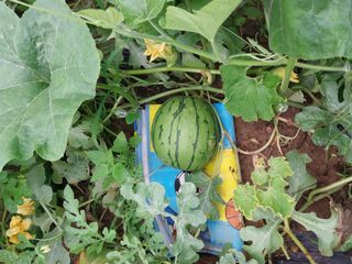 오희자님의 [팜춘문예] 짧은 시 쓰기 · 참여글 작성글 사진