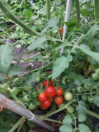 오희자님의 [팜춘문예] 짧은 시 쓰기 · 참여글 작성글 사진