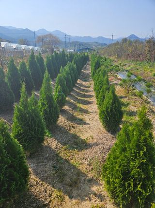 일심묘목농원님의 기타작물 · 자유게시판 작성글 사진