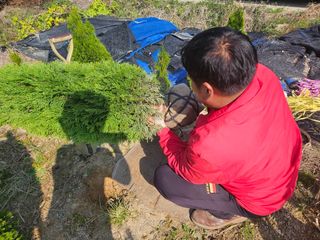 일심묘목농원님의 기타작물 · 자유게시판 작성글 사진