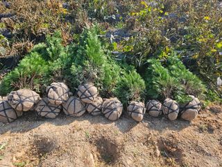 일심묘목농원님의 기타작물 · 자유게시판 작성글 사진