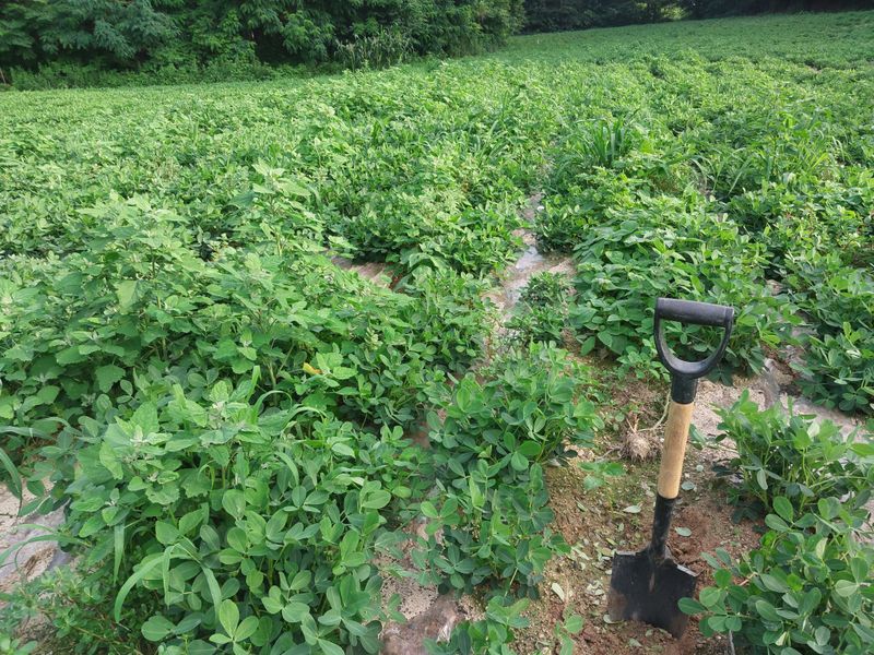 장터 상품 [여주 알땅콩 1000kg] 썸네일