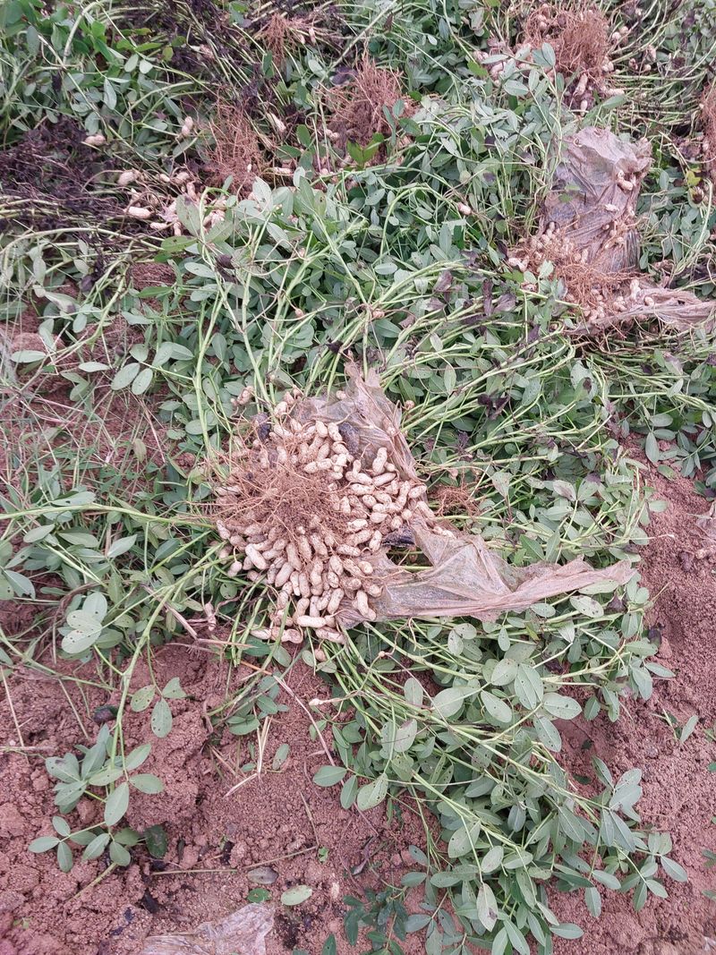 배추21430님의 장터 판매 상품 [여주 알땅콩 1000kg] 첨부 사진