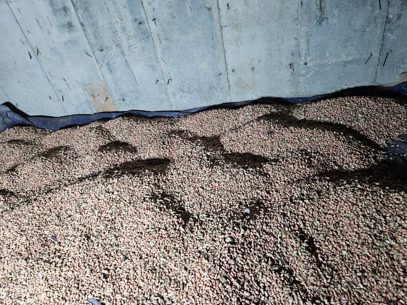 배추21430님의 장터 판매 상품 [여주 알땅콩 1000kg] 첨부 사진