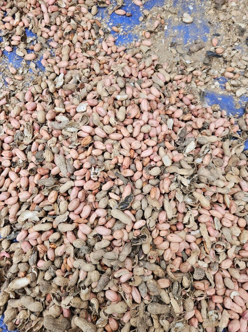 배추21430님의 장터 판매 상품 [여주 알땅콩 1000kg] 첨부 사진