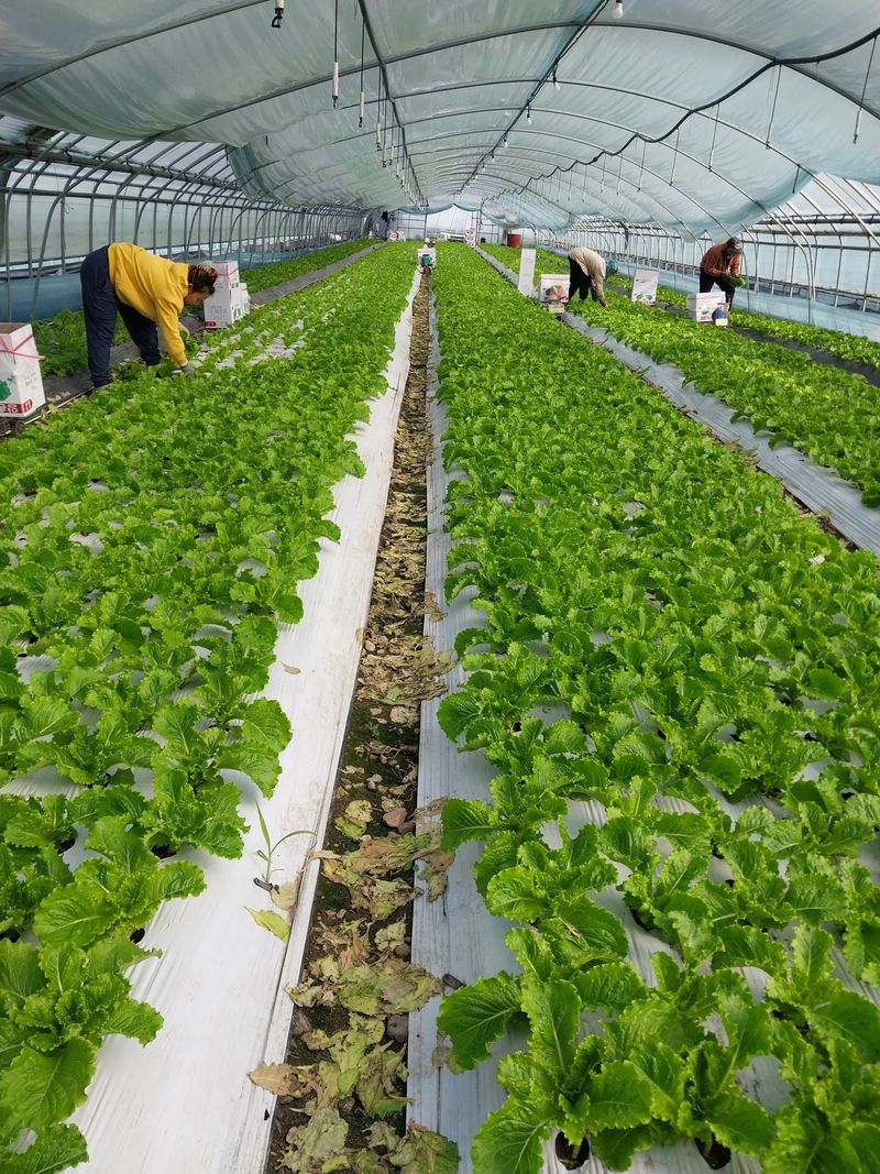 고두윤님의 장터 판매 상품 [청상추] 첨부 사진