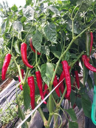 오희자님의 [팜춘문예] 짧은 시 쓰기 · 참여글 작성글 사진