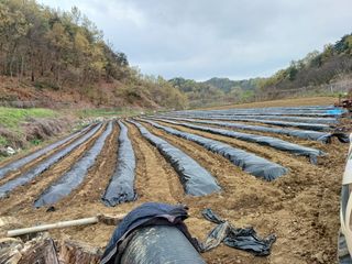 오영도님의 고추 · 파종•정식 작성글 사진