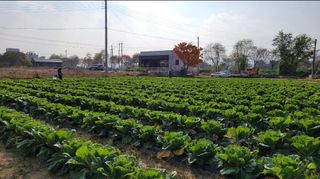 손정아님의 [팜춘문예] 짧은 시 쓰기 · 참여글 작성글 사진