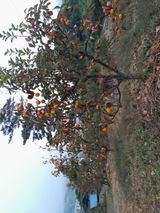 팜모닝 옥수수·영농일지 게시글 이미지