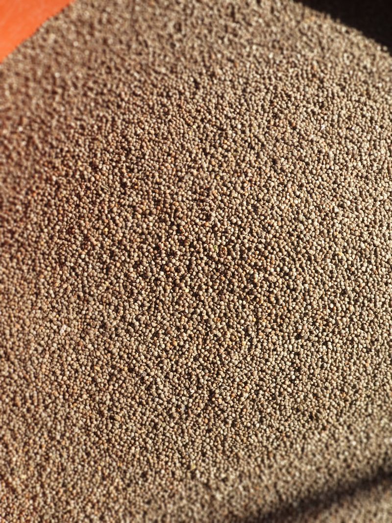 장터 상품 [햇들깨 5kg] 썸네일