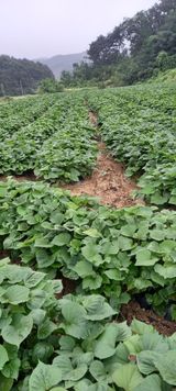 팜모닝 · 게시글 이미지