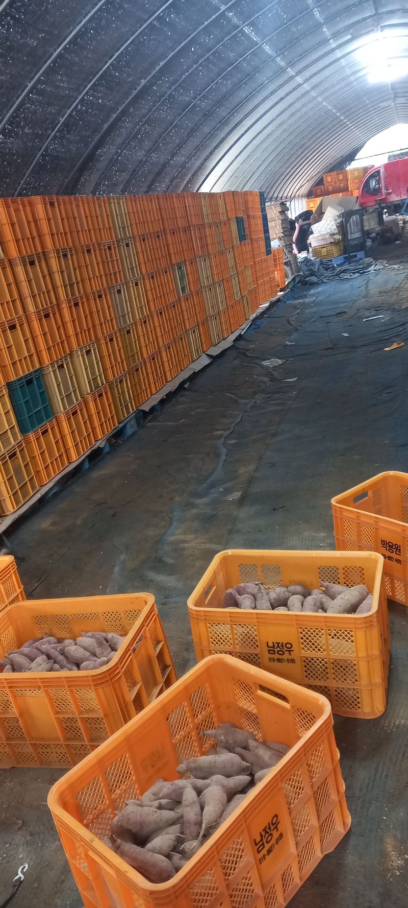 강성분님의 장터 판매 상품 [꿀고구마10kg] 첨부 사진