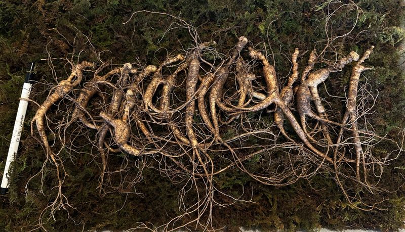 장터 상품 [씨종 13~15년근 파삼 저렴하게 만나보세요💓] 썸네일