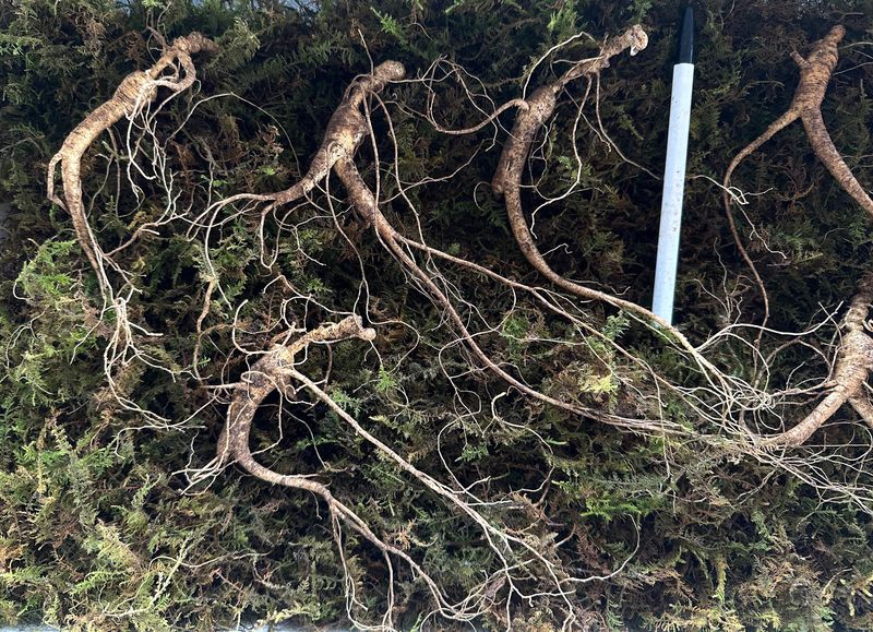 진상빈님의 장터 판매 상품 [씨종 13~15년근 파삼 저렴하게 만나보세요💓] 첨부 사진