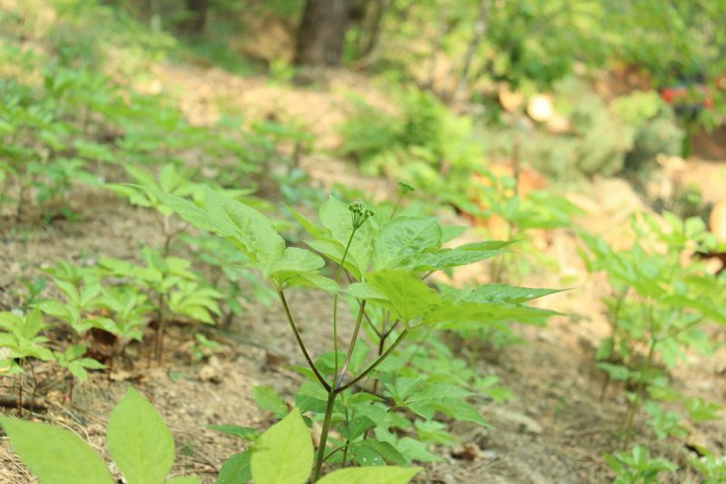 진상빈님의 장터 판매 상품 [씨종 13~15년근 파삼 저렴하게 만나보세요💓] 첨부 사진