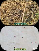 팜모닝 [팜춘문예] 짧은 시 쓰기·참여글 게시글 이미지