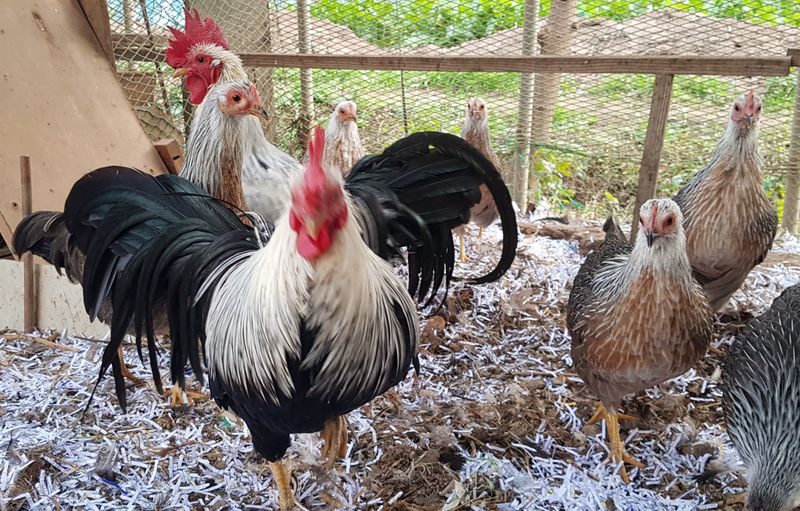 장터 상품 [소국(긴꼬리닭)분양] 썸네일