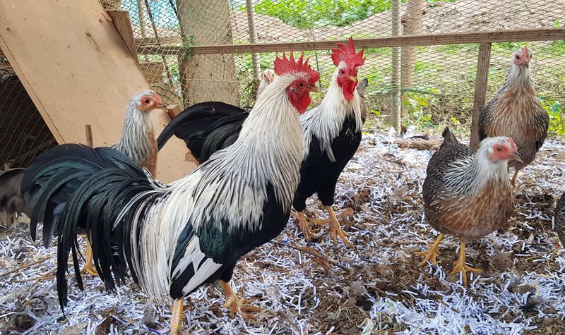 계초님의 장터 판매 상품 [소국(긴꼬리닭)분양] 첨부 사진