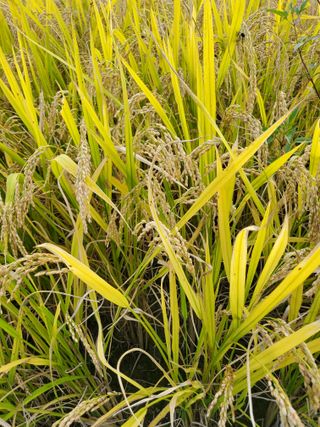 새싹농장님의 [팜춘문예] 짧은 시 쓰기 · 참여글 작성글 사진