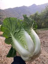 팜모닝 배추·일상 게시글 이미지