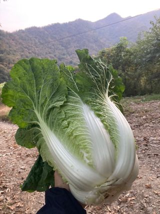 이봉수님의 배추 · 일상 작성글 사진