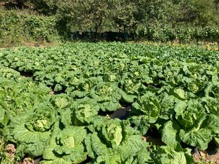 이봉수님의 배추 · 일상 작성글 사진