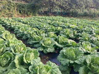 이봉수님의 배추 · 일상 작성글 사진