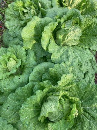 이봉수님의 배추 · 일상 작성글 사진