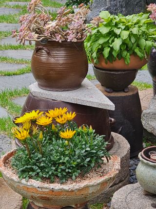 조순귀창원성산구사파님의 [팜춘문예] 짧은 시 쓰기 · 참여글 작성글 사진