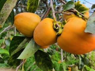 김계희님의 [팜춘문예] 짧은 시 쓰기 · 참여글 작성글 사진