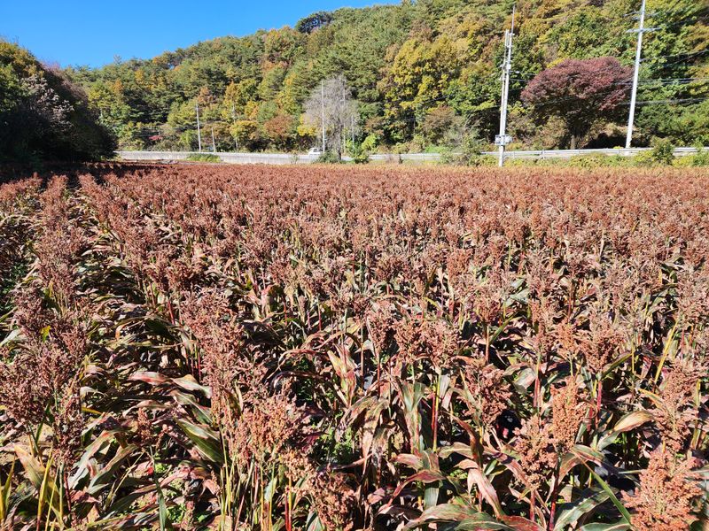 정권옥님의 장터 판매 상품 [청풍찰수수 (2키로)] 첨부 사진