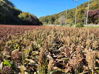 오마니농장님의 작성글 사진