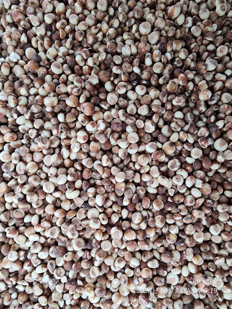 정권옥님의 장터 판매 상품 [청풍찰수수 (2키로)] 첨부 사진