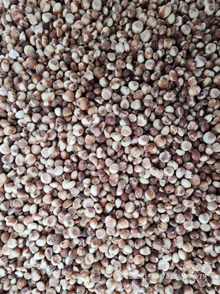 오마니농장님의 작성글 사진