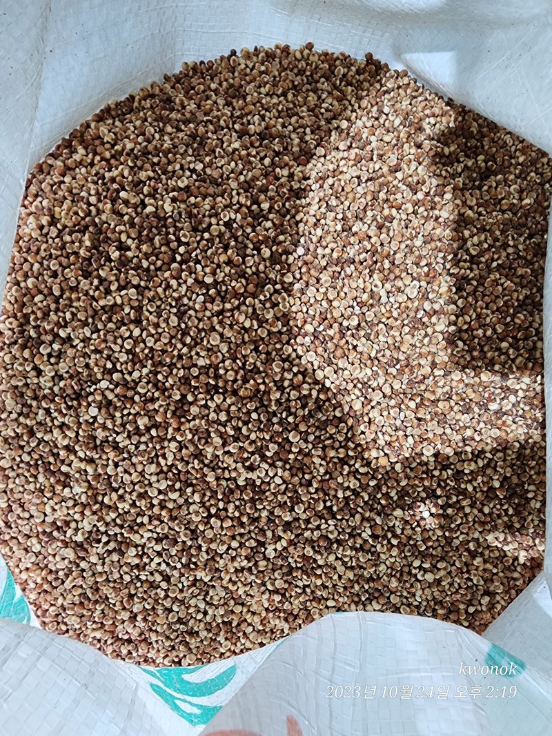 정권옥님의 장터 판매 상품 [청풍찰수수 (2키로)] 첨부 사진