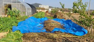 살구15128님의 들깨 · 영농일지 작성글 사진