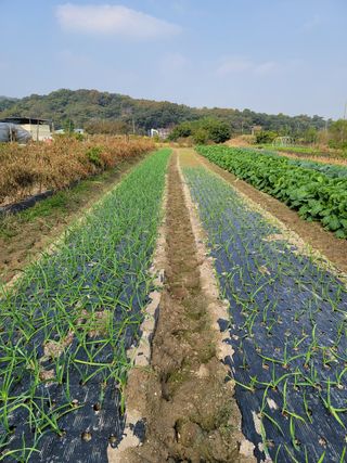 꽁지머리님의 작성글 사진