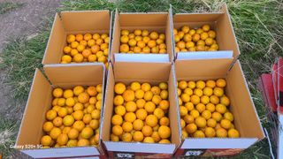 오정현님의 귤 · 수확 작성글 사진