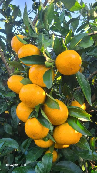 오정현님의 귤 · 수확 작성글 사진