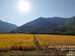 유병욱님의 벼 · 영농일지 작성글 사진