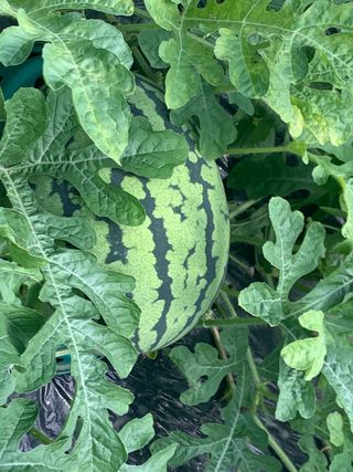 비광님의 양배추 · 자유게시판 작성글 사진