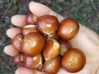 이경희님의 [팜춘문예] 짧은 시 쓰기 · 참여글 작성글 사진