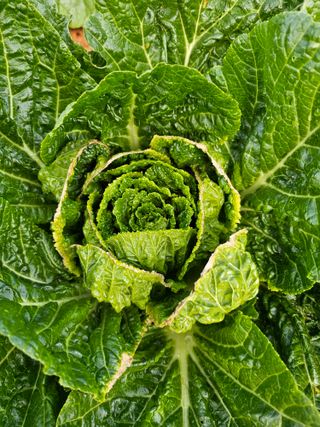 이경은님의 배추 · 병해충상담 작성글 사진